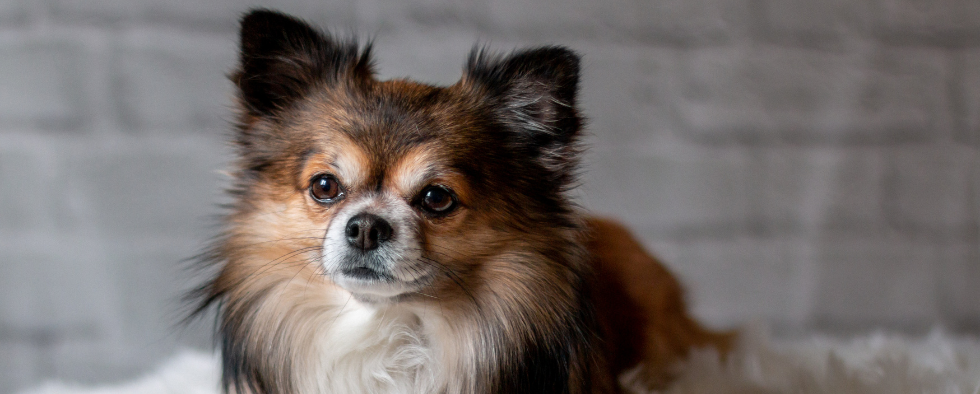 Chihuahua essentials clearance