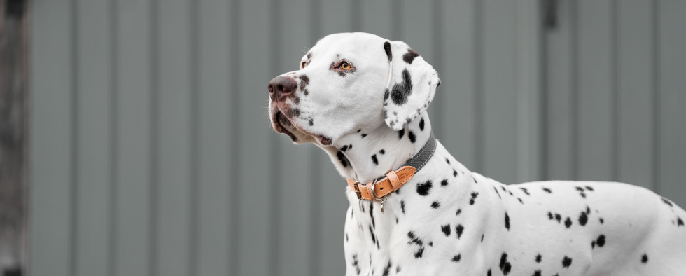 Everything You Need For Your New Dalmatian Puppy