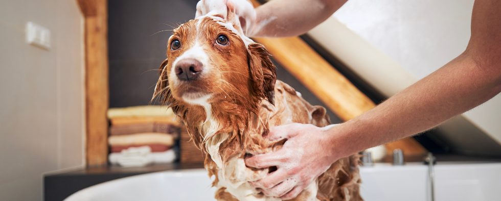 Giving a dog outlet a bath