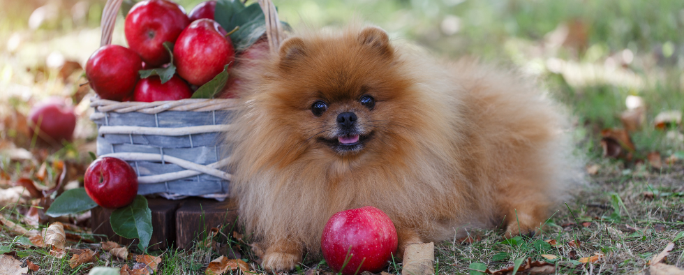 Image showcasing Can My Dog Eat Apples? Are Apples Good for Dogs? | L&L Info Hub – Lords ...