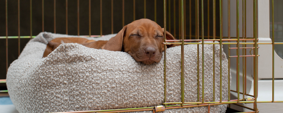 Adult Dog Crate Training: It's Not Just For Puppies