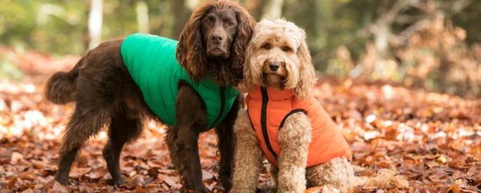 How To Measure Your Dog For A Hugo & Hudson Puffer Jacket