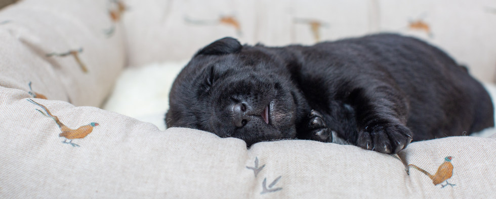 Everything You Need For Your New Labrador Puppy L L Info Hub