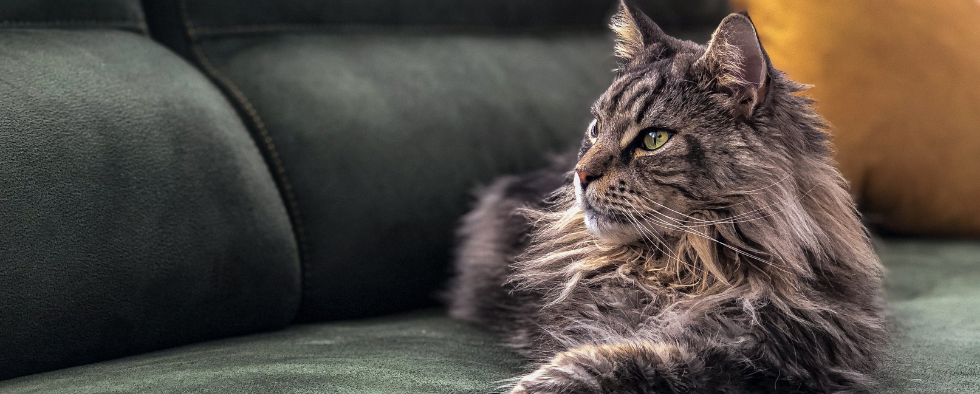 Gray online coon cat