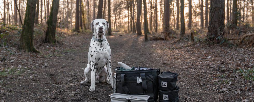 Our Favourite Accessories For Day Trips With Your Dog