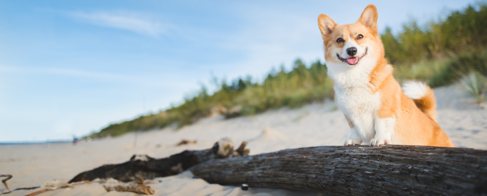 The UK’s best locations for a dog friendly getaway, revealed!