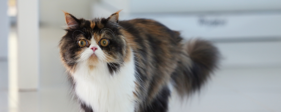 Buy persian 2024 cat near me