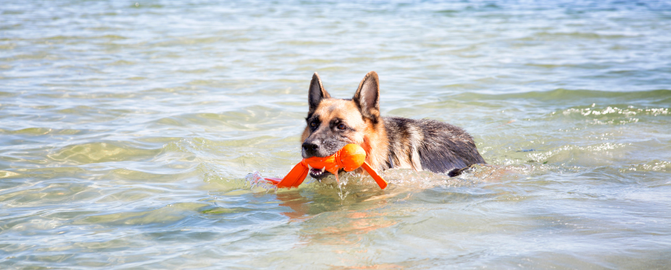 Dog clearance beach toys