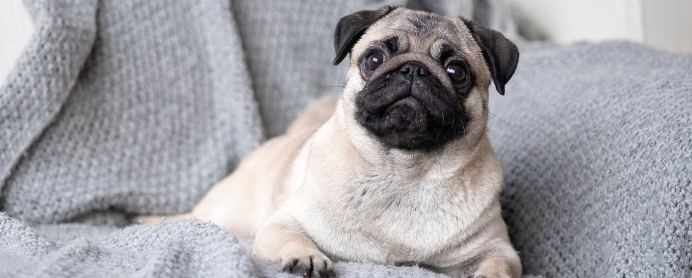 Pug 2024 dog shopping