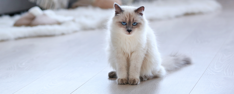 White 2024 ragdoll kitten