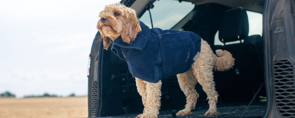 Seven Dos And Seven Don’ts For Taking Your Dog In A Car