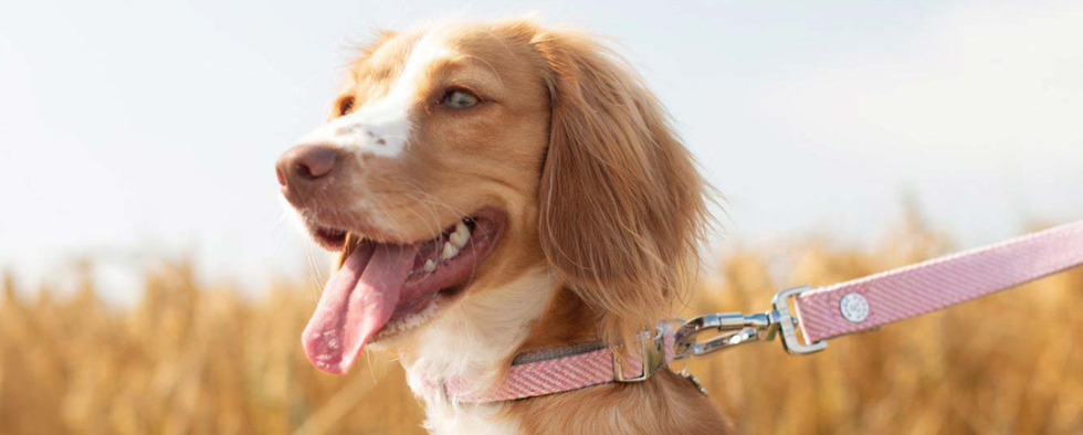 Summer Survival Guide For Pets