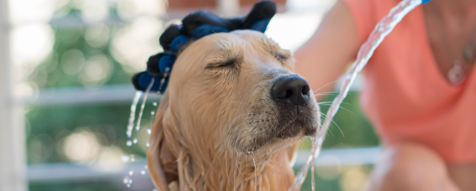 Top Tips & Advice for Summer Dog Grooming