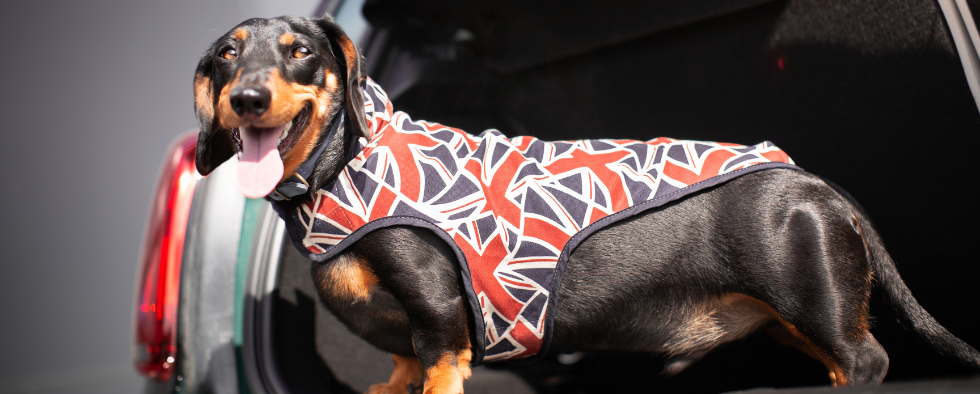 The Best Dog Coats For Spring