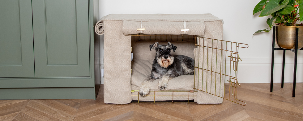 The Complete Dog Crate Guide