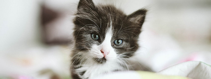 Top Tips For Bringing Your New Kitten Home