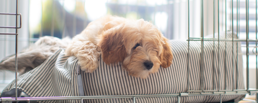 Why Do Dogs Dig Before Bed L L Info Hub Lords Labradors