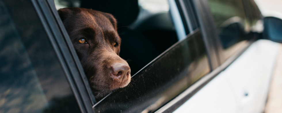 How To Travel With A Dog In A Car