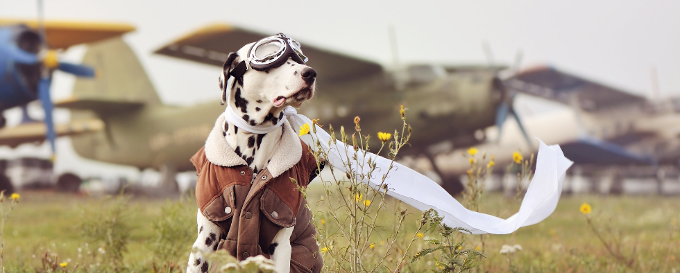 Traveling best sale with dogs