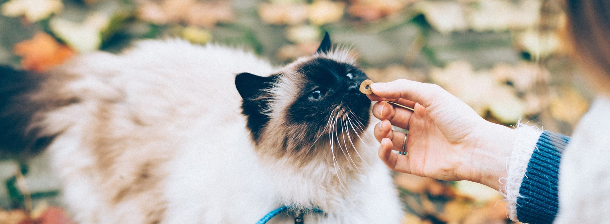 What Do Cats Like As Treats? L&L Info Hub Lords & Labradors