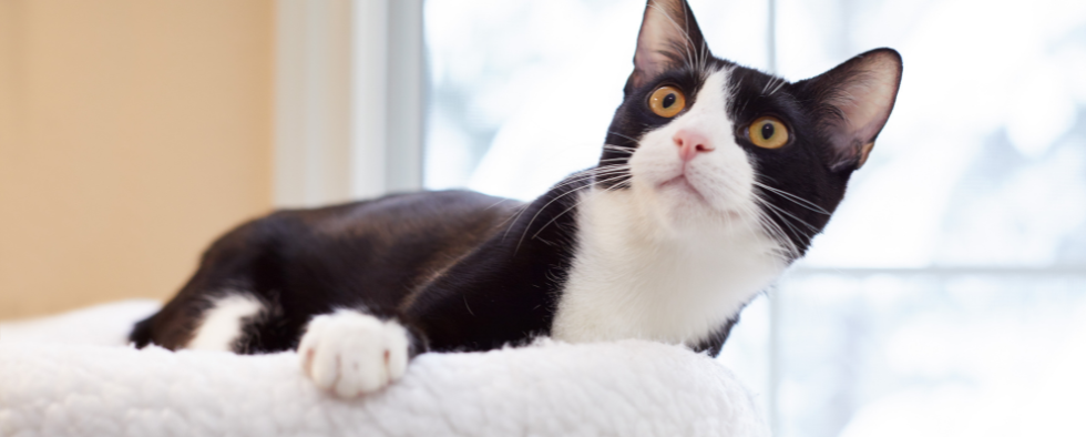 Why does my sales cat massage the bed