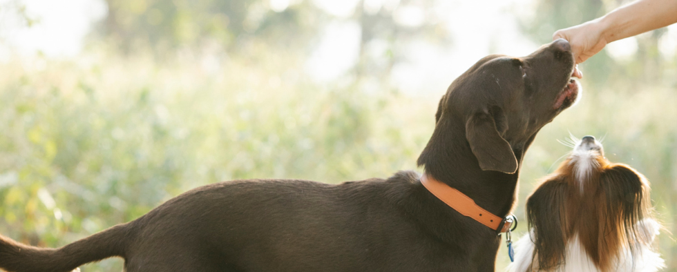 Dog sales hides treats