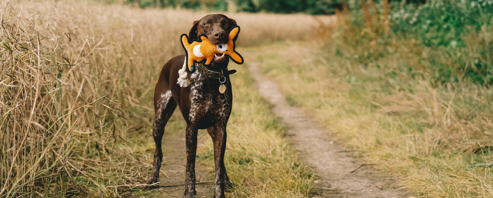 Dog destroys toys clearance in minutes