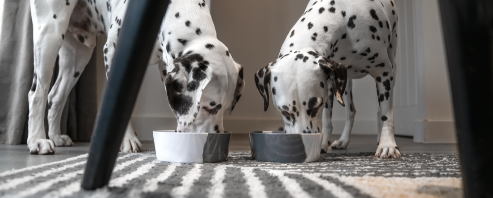 Why Do Dogs Play With Their Food Bowls?