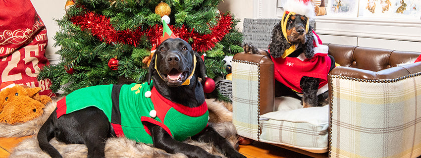 Christmas Dressing Up Outfits & Accessories For Dogs Lords & Labradors Christmas Dressing Up Outfits & Accessories For Dogs Lords & Labradors