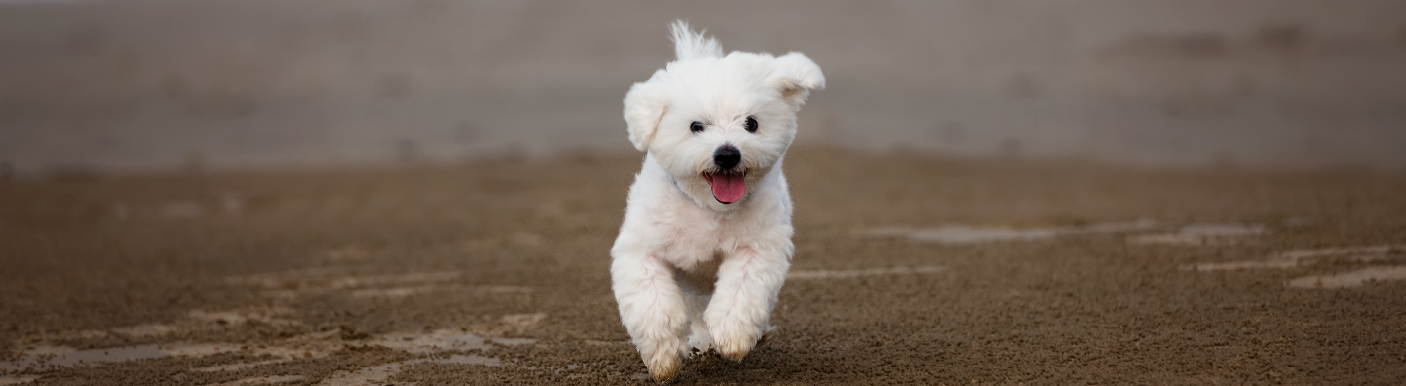 Maltese Dog Beds, Collars & Accessories Lords & Labradors