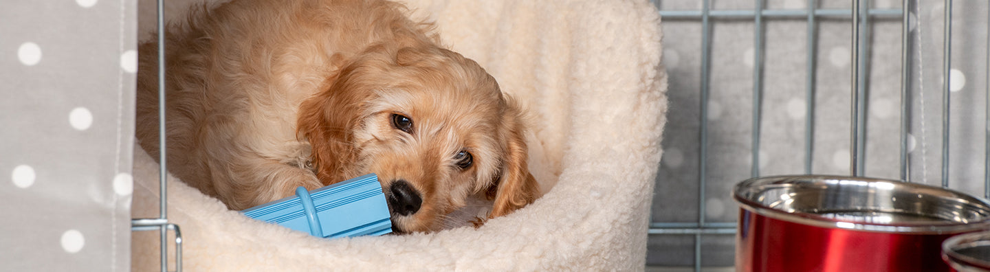 Stunning Top Selling Crate Toys For Puppies And Adult Dogs image
