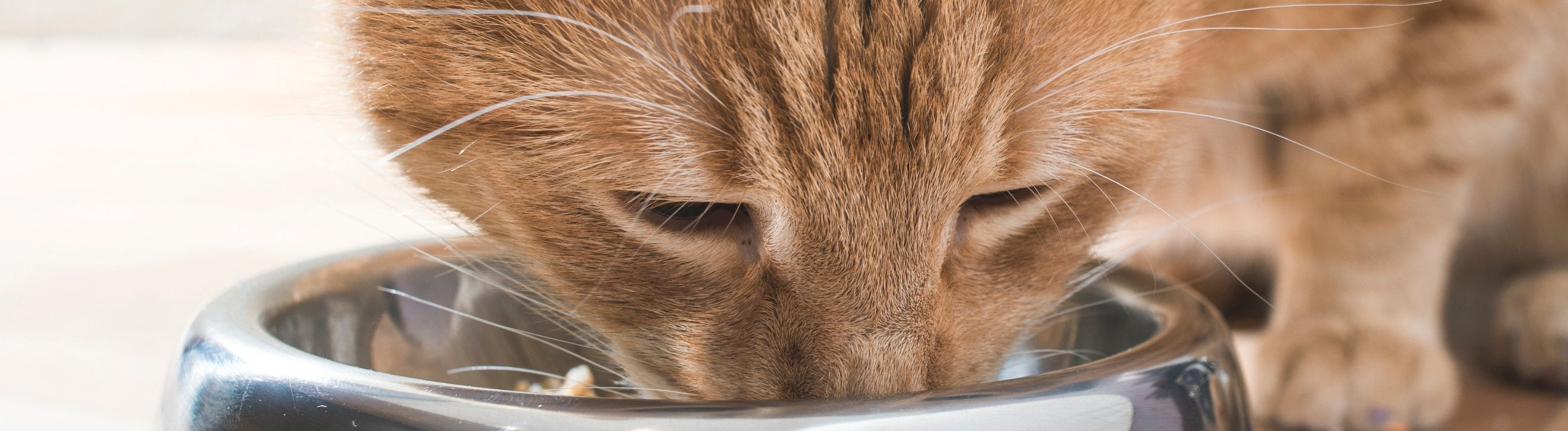 Grain Free Cat Food Wheat Grain Free Cat Food UK Wet Dry grain-free-cat-food-wheat-grain-free-cat-food-uk-wet-dry