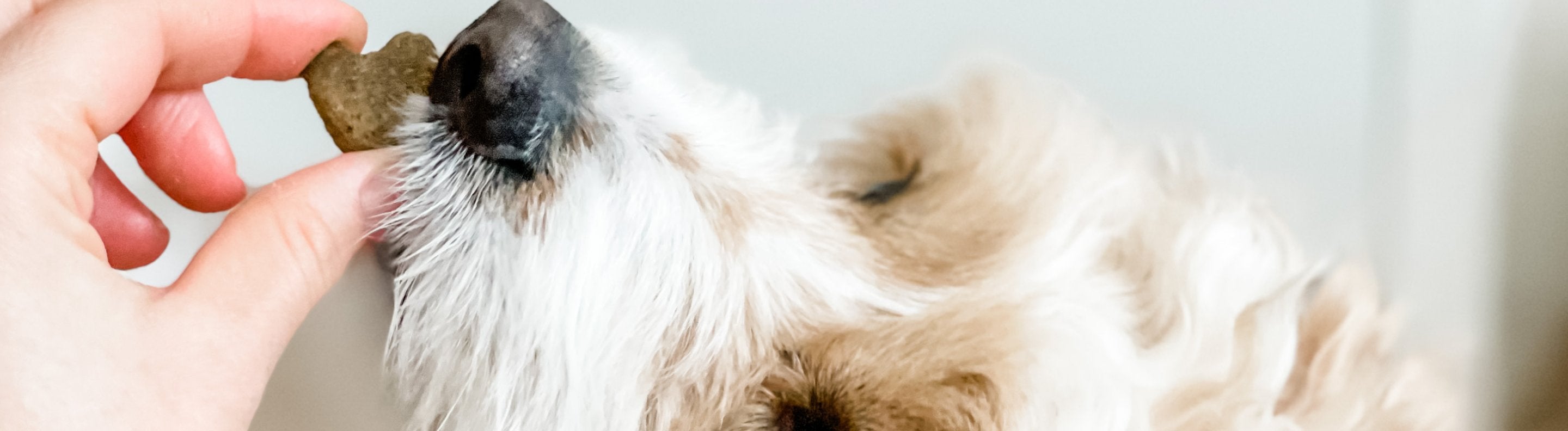 Dog & Cat Treats Training & Celebration Treats Lords & Labradors