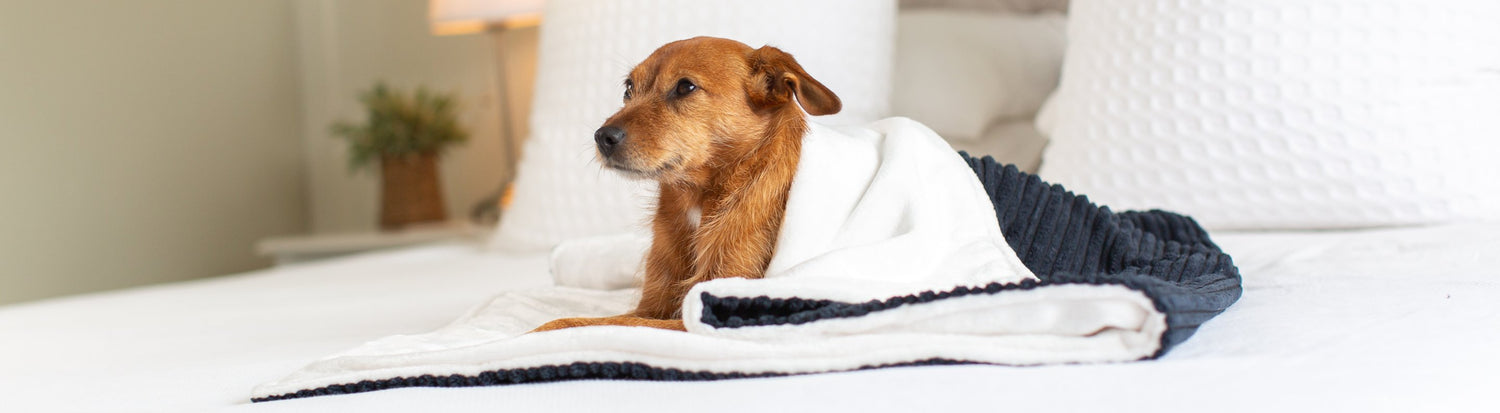 Luxury Blankets For Dogs