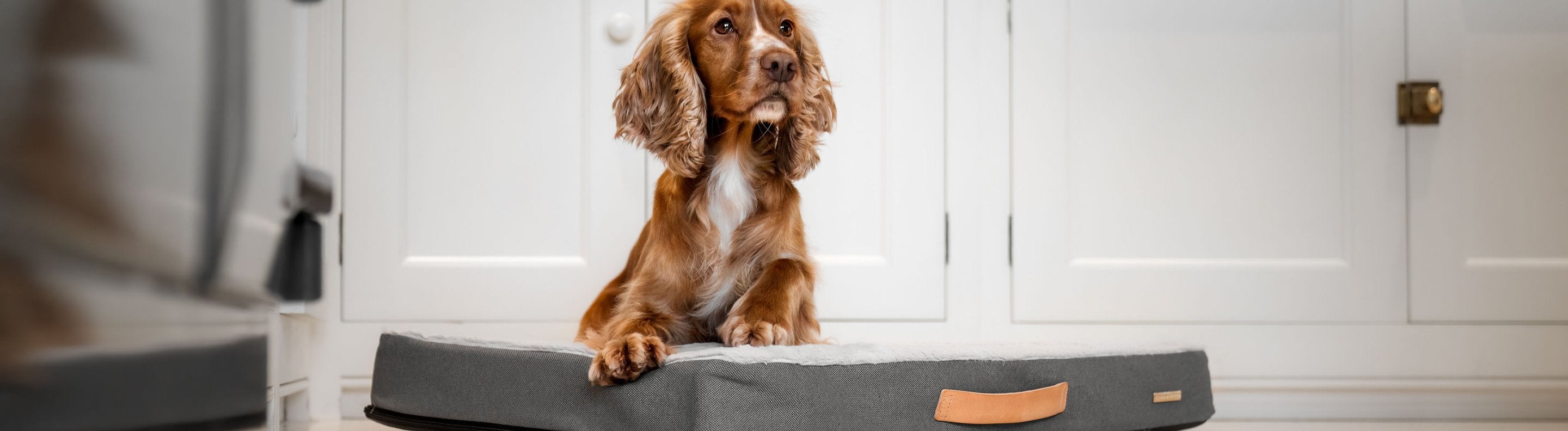 Photo inspiration: Visual Reference: Orthopaedic Dog Beds Senior Dog Beds