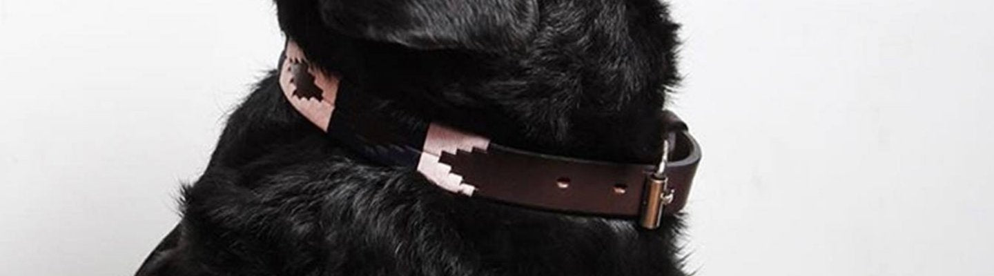 Choice of Any Leather pampeano Polo Belt, Dog Collar and Lead