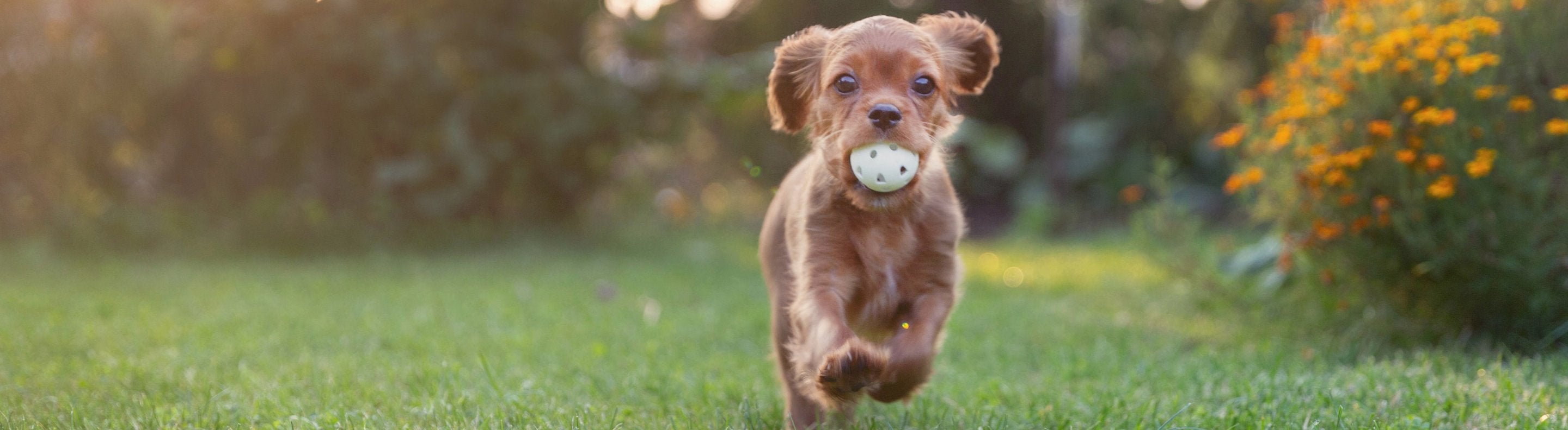 Puppy Throwing Toys Puppy Playtime Lords & Labradors