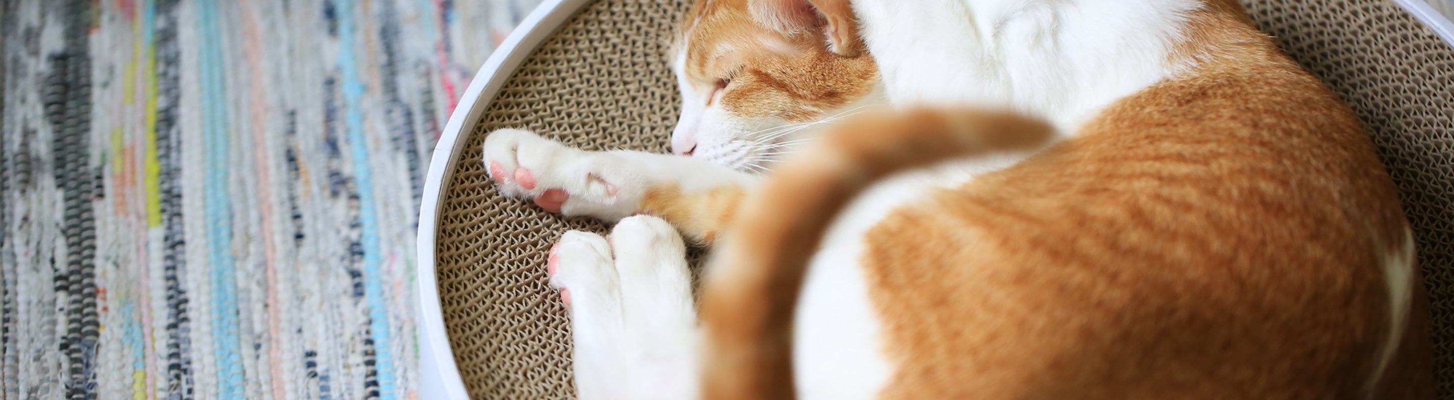 Cat Scratch Toys Cat Scratcher Toys UK Lords & Labradors