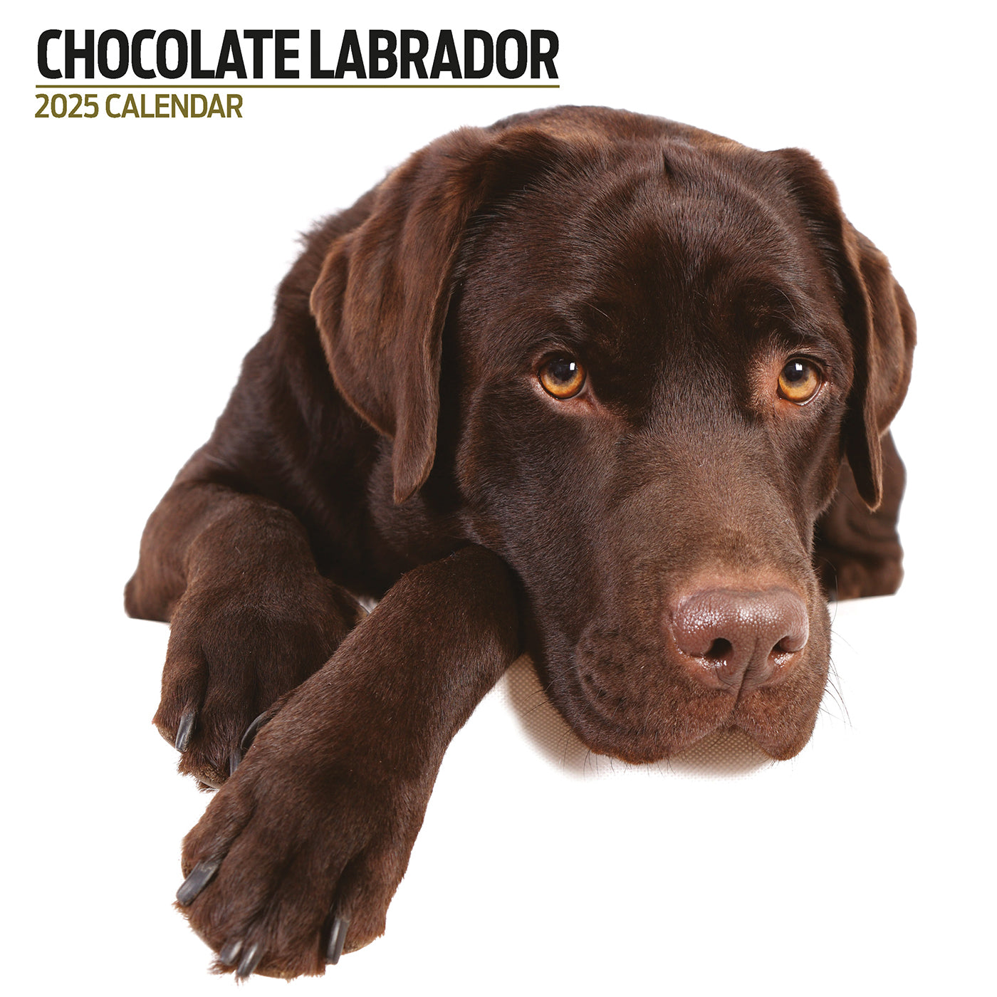 Chocolate Labrador 2025 Modern Calendar Gifting Lords & Labradors
