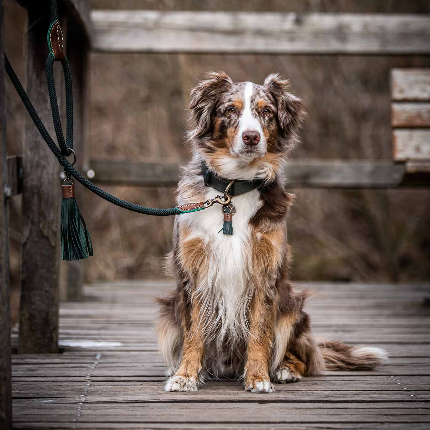 Bowie Dog Lead by DWAM