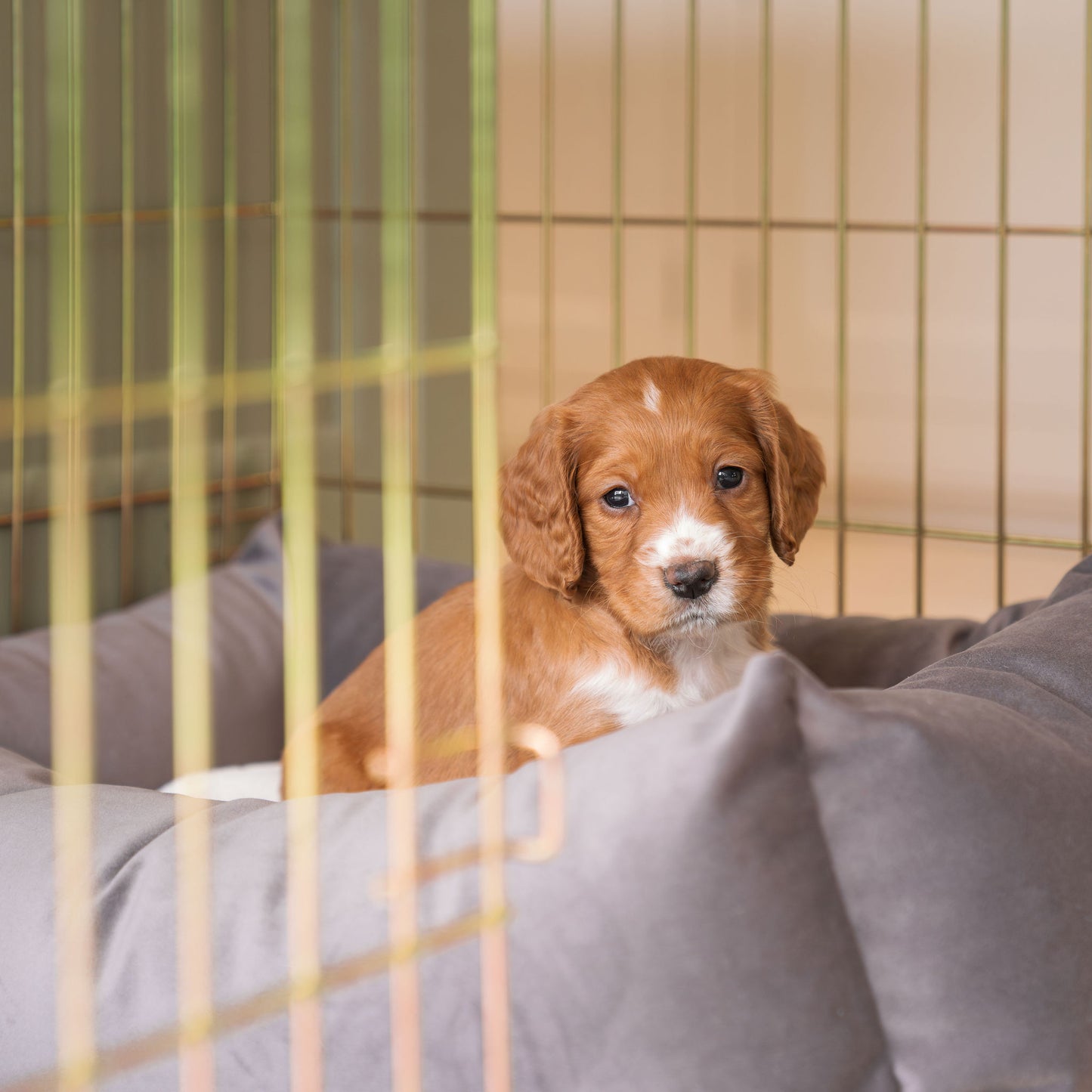 Cosy & Calming Puppy Crate Bed With Removable Covers In Silt Velvet by Lords & Labradors