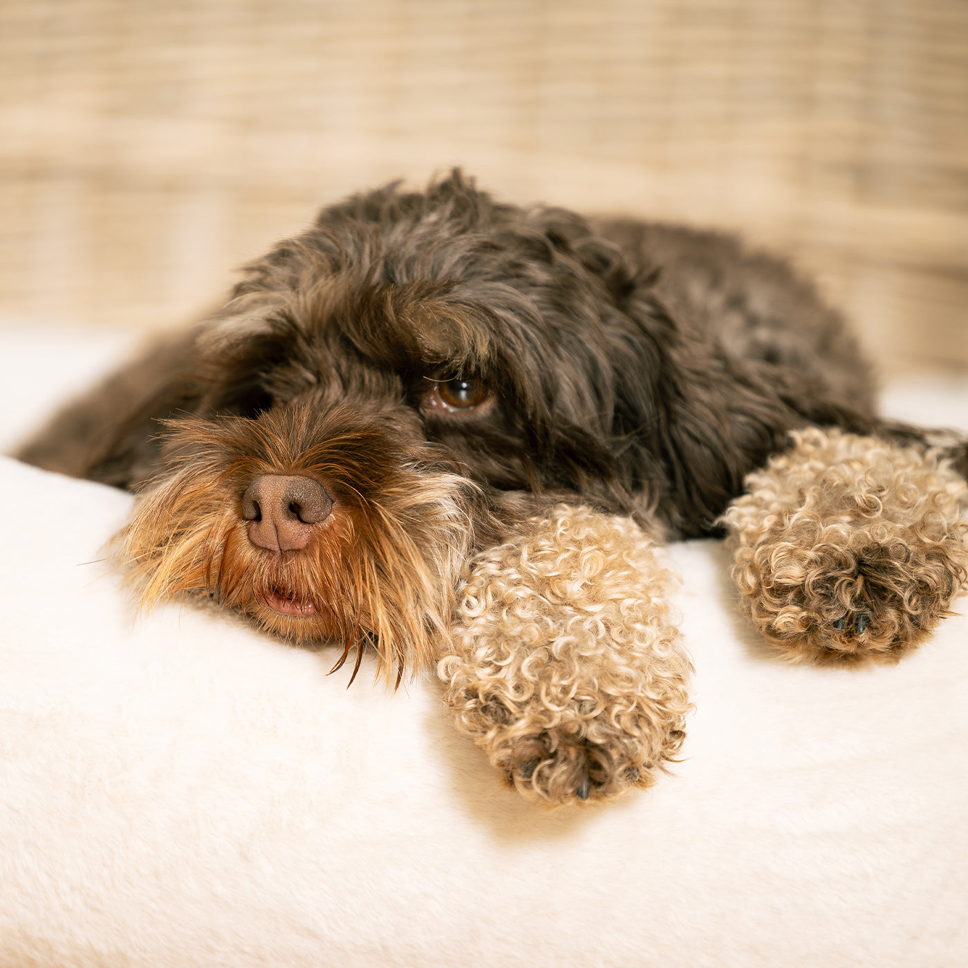 Luxury Anti-Anxiety Dog Box Bed, In Stunning Cream Faux Fur, Perfect For Your Pets Nap Time! Available Now at Lords & Labradors