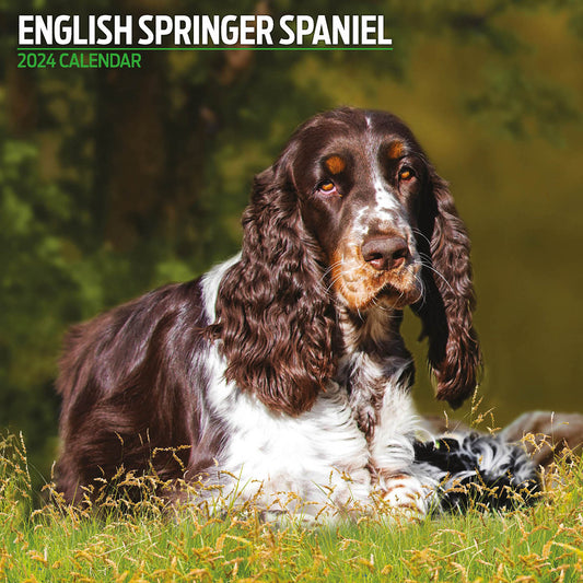 English Springer Spaniel Traditional Calendar 2024