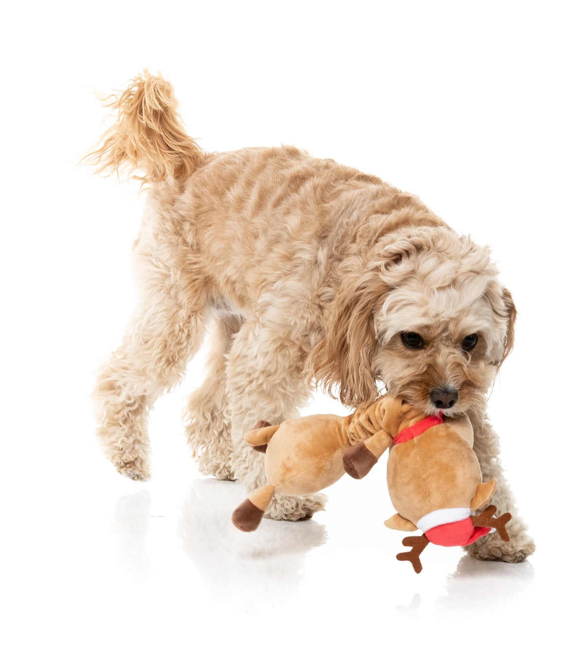 DOMINECK THE REINDEER