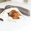 Dog & Puppy Blanket in Dark Grey Essentials Plush by Lords & Labradors