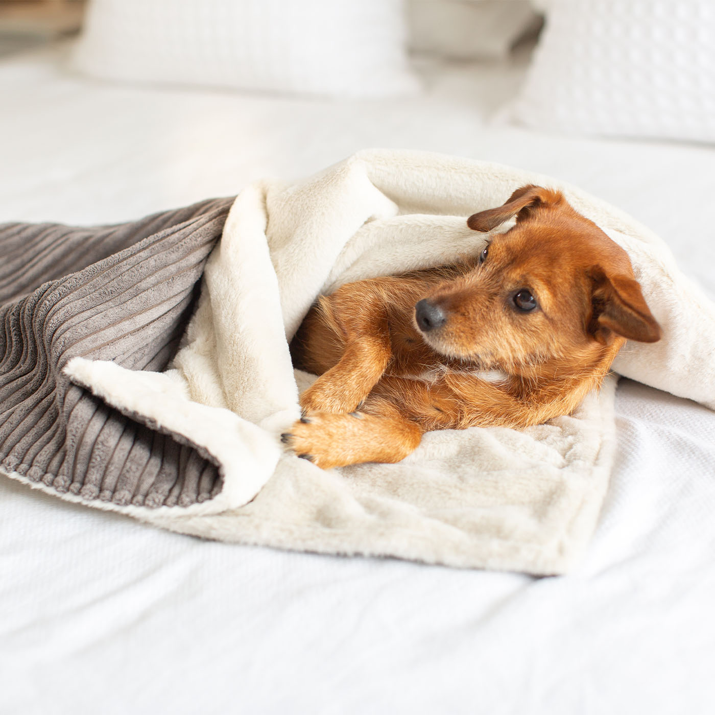 Discover Our Luxurious Grey Essentials Plush Dog Blanket With Super Soft Sherpa & Teddy Fleece, The Perfect Blanket For Puppies, Available To Personalise And In 2 Sizes Here at Lords & Labradors