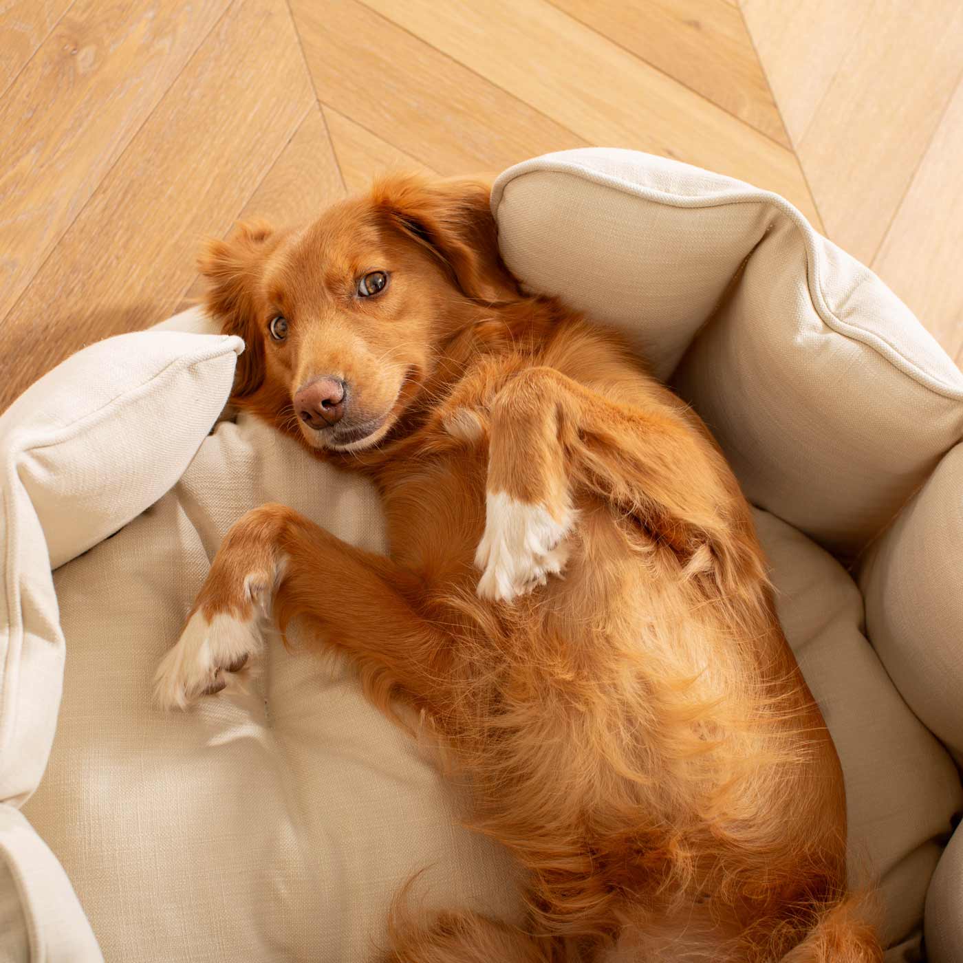 Discover Our Luxurious High Wall Bed For Dogs, Featuring inner pillow with plush teddy fleece on one side To Craft The Perfect Dogs Bed In Stunning Savanna Bone! Available To Personalise Now at Lords & Labradors