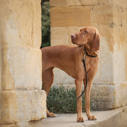 Discover dog walking luxury with our handcrafted Italian real leather, embossed with an Ostrich inspired print for the ultimate luxurious look, Dog Collar in Black & Orange! The perfect Collar for dogs available now at Lords & Labradors