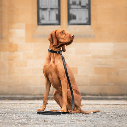 Discover dog walking luxury with our handcrafted Italian padded leather dog collar in Black & Grey! The perfect collar for dogs available now at Lords & Labradors 