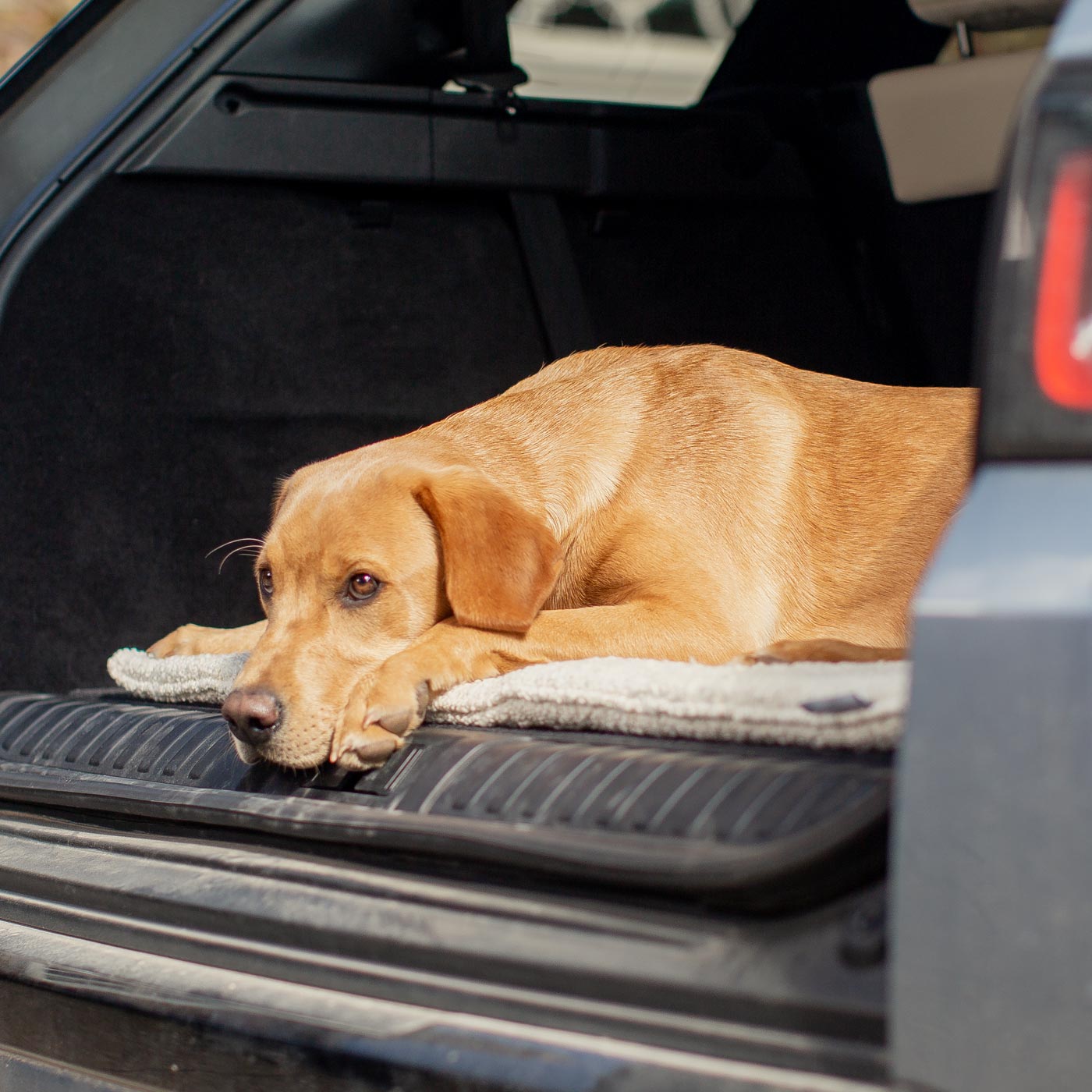 Embark on the perfect pet travel with our luxury Travel Mat in Mink Boucle. Featuring a Carry handle for on the move once Rolled up for easy storage, can be used as a seat cover, boot mat or travel bed! Available now at Lords & Labradors